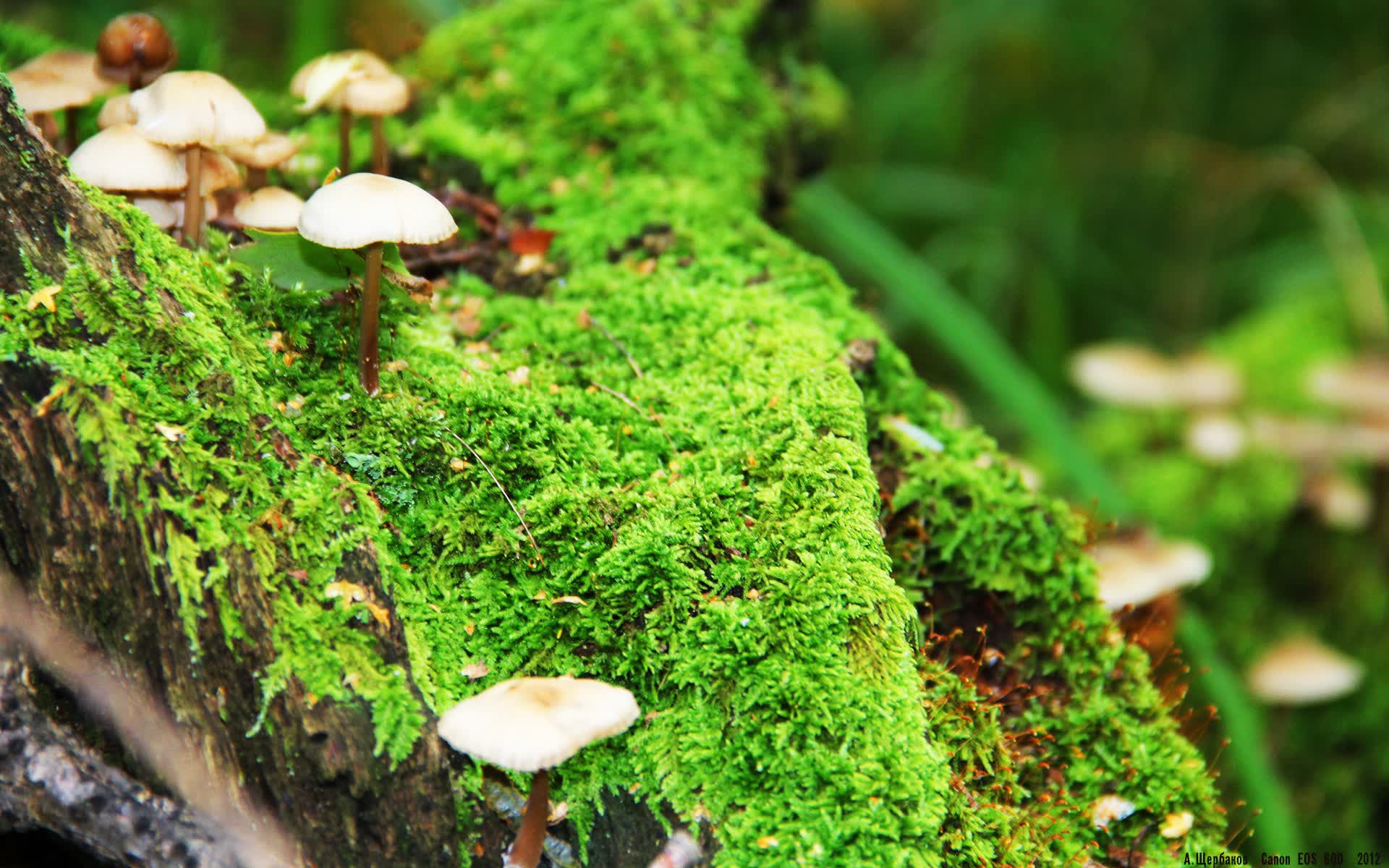 世界举重青训资料库扩容：动作示范助力基层教练教学，世界举重视频